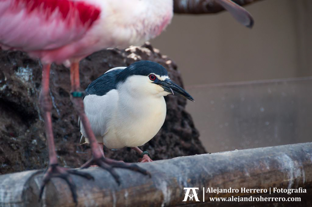 2012-03-15-Visita-oceanografico-cac-valencia-148