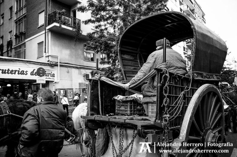 2013-01-17-San-Antonio-Patron-de-los-animales-Valencia-200-BW3