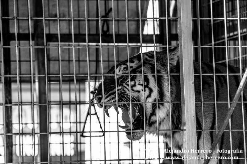 2013-01-17-San-Antonio-Patron-de-los-animales-Valencia-225-BW3