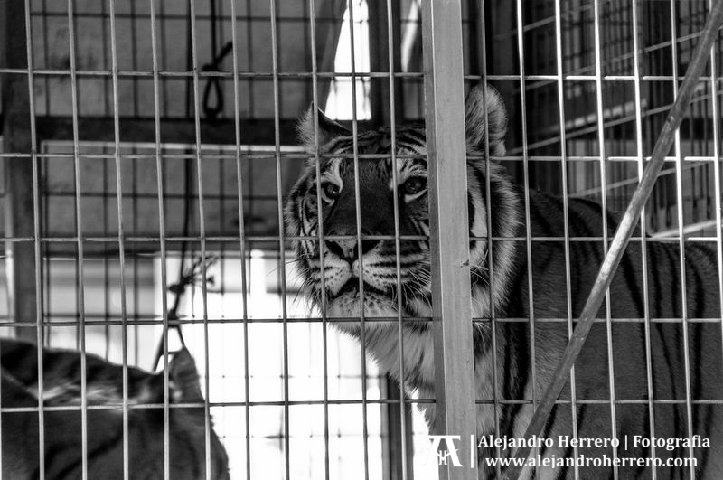 2013-01-17-San-Antonio-Patron-de-los-animales-Valencia-227-BW3